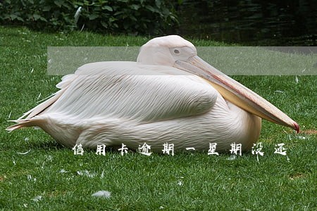 信用卡逾期一星期没还