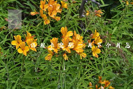 信用卡逾期一月下个月怎么还 信用卡逾期一月下个月怎么还