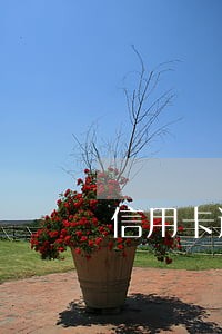 信用卡逾期一月未还 信用卡逾期一月未还