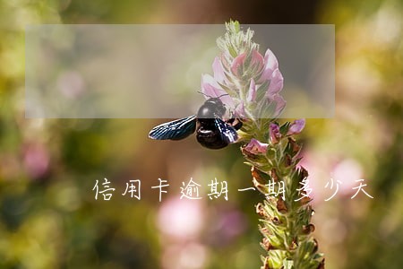 信用卡逾期一期多少天