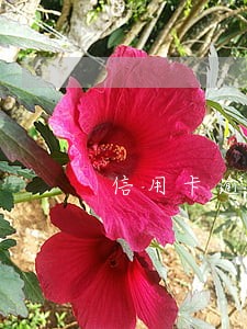 信用卡逾期一期有影响吗