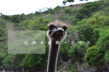 信用卡逾期一次七天