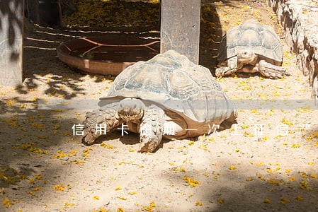信用卡逾期一次上征信严重吗 信用卡逾期一次上征信严重吗