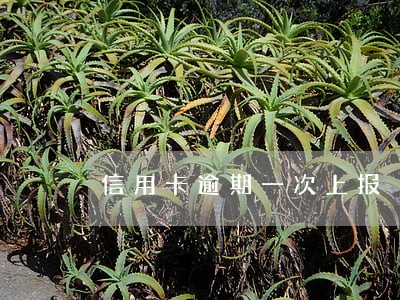 信用卡逾期一次上报 信用卡逾期一次上报
