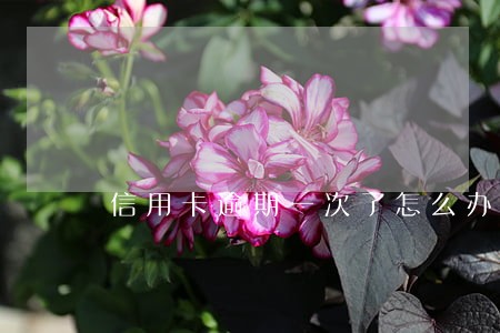 信用卡逾期一次了怎么办 信用卡逾期一次了怎么办