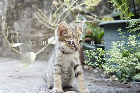 信用卡逾期一次会不会变黑户 信用卡逾期一次会不会变黑户