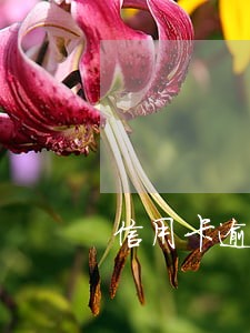 信用卡逾期一次会黑吗 信用卡逾期一次会黑吗
