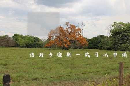 信用卡逾期一次可以申请几次 信用卡逾期一次可以申请几次