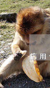 信用卡逾期一次后会被降额吗 信用卡逾期一次后会被降额吗