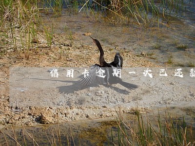 信用卡逾期一次已还款 信用卡逾期一次已还款