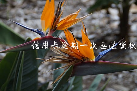 信用卡逾期一次无法贷款