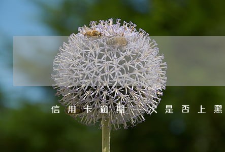 信用卡逾期一次是否上黑名单 信用卡逾期一次是否上黑名单