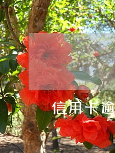 信用卡逾期一次能不能办理房贷 信用卡逾期一次能不能办理房贷