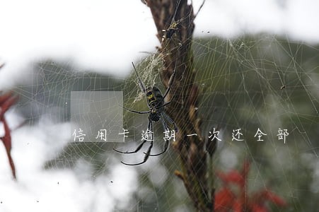 信用卡逾期一次还全部 信用卡逾期一次还全部