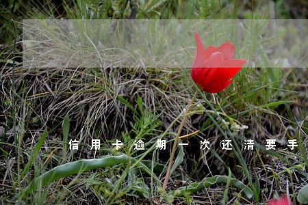 信用卡逾期一次还清要手续 信用卡逾期一次还清要手续