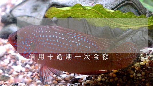 信用卡逾期一次金额 信用卡逾期一次金额