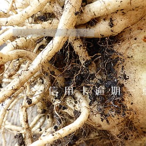信用卡逾期一点还能买房吗 信用卡逾期一点还能买房吗