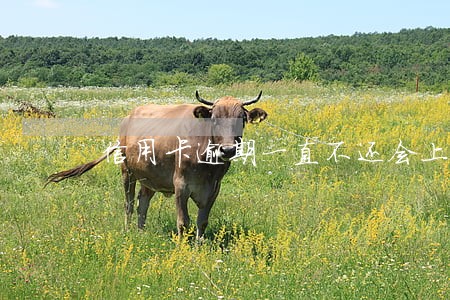 信用卡逾期一直不还会上门吗 信用卡逾期一直不还会上门吗