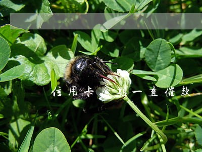 信用卡逾期一直催款 信用卡逾期一直催款