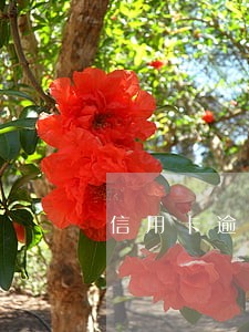 信用卡逾期一直是第三方催收 信用卡逾期一直是第三方催收