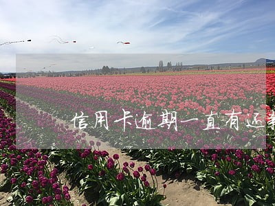 信用卡逾期一直有还款记录 信用卡逾期一直有还款记录