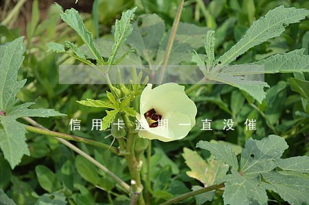信用卡逾期一直没催 信用卡逾期一直没催