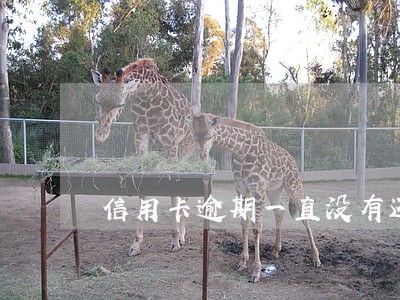 信用卡逾期一直没有还
