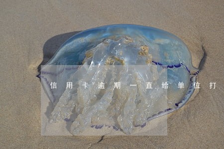 信用卡逾期一直给单位打电话