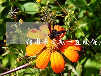 信用卡逾期一直被催怎么办 信用卡逾期一直被催怎么办