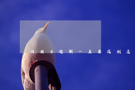 信用卡逾期一直要还利息怎么办