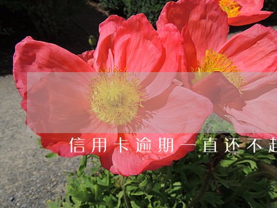 信用卡逾期一直还不起怎么办