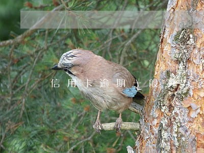 信用卡逾期一般3万多久判决