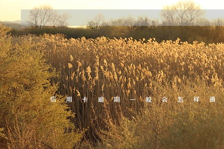信用卡逾期一般会怎样通知 信用卡逾期一般会怎样通知