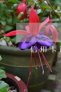 信用卡逾期一般几天消除 信用卡逾期一般几天消除
