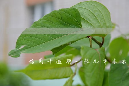 信用卡逾期一般几年冻结银行卡 信用卡逾期一般几年冻结银行卡