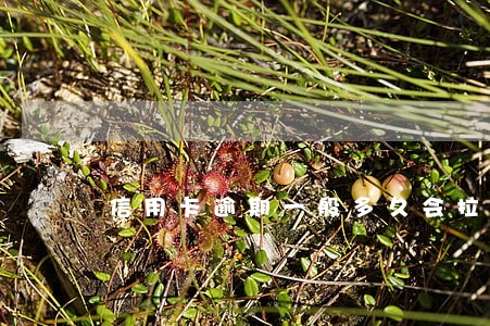 信用卡逾期一般多久会拉黑 信用卡逾期一般多久会拉黑