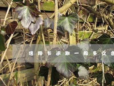 信用卡逾期一般多久会死账 信用卡逾期一般多久会死账