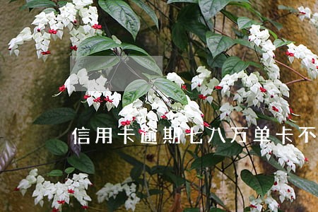 信用卡逾期七八万单卡不超2万 信用卡逾期七八万单卡不超2万