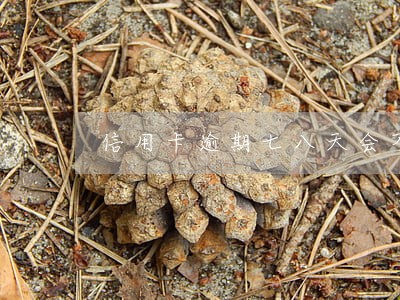 信用卡逾期七八天会不会上征信