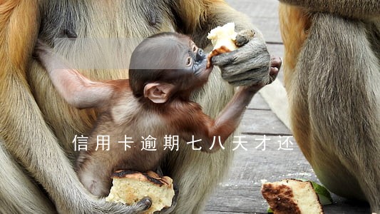 信用卡逾期七八天才还 信用卡逾期七八天才还