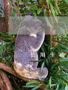 信用卡逾期七十 信用卡逾期七十