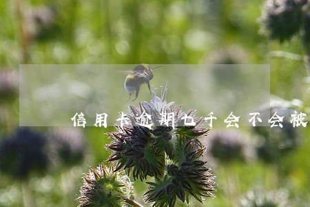 信用卡逾期七千会不会被起诉 信用卡逾期七千会不会被起诉