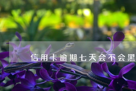 信用卡逾期七天会不会黑名单