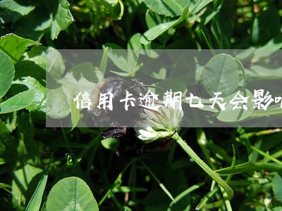信用卡逾期七天会影响上征信吗 信用卡逾期七天会影响上征信吗