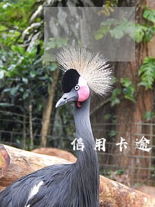 信用卡逾期七天利率怎么算 信用卡逾期七天利率怎么算