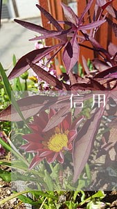 信用卡逾期七天可不可以最低还款 信用卡逾期七天可不可以最低还款