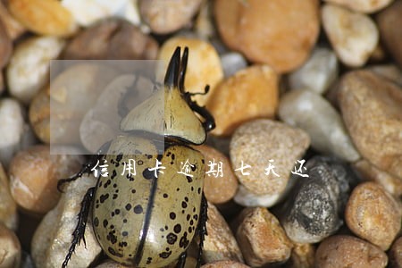 信用卡逾期七天还