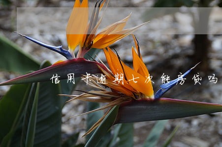 信用卡逾期七次能房贷吗 信用卡逾期七次能房贷吗