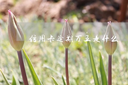 信用卡逾期万五是什么 信用卡逾期万五是什么
