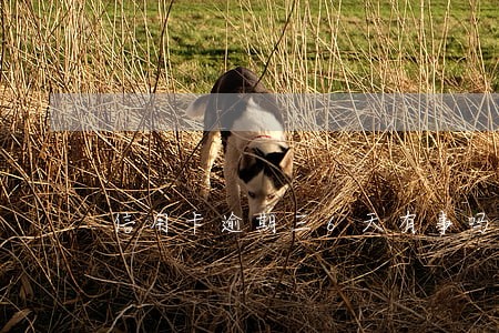 信用卡逾期三6天有事吗 信用卡逾期三6天有事吗